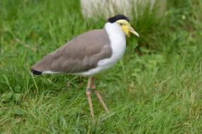 Nature Animal World Bird