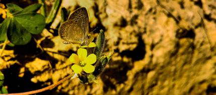 Nature Outdoors Flower