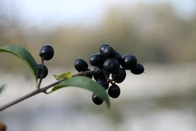 Privet Rain Willow Berries