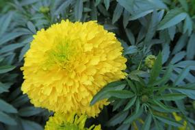 yellow big flower in the garden