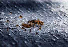 Nature Insect Animal