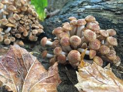 Nature Fungus Wood