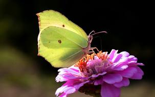Nature Insect Flower Butterfly