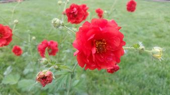 Pretty Red Flower