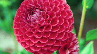 Nature Summer Garden