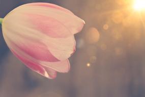 a pink flower in the sunlight
