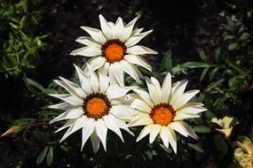 Blossom Bloom Garden Close