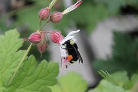 fluffy insect in a flower