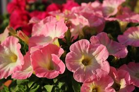 Petunia Flower Spring