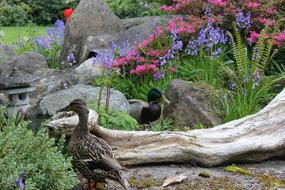 Nature Flower Outdoors
