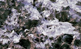 web of ice crystals on the ground