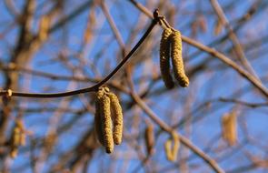 Hazel Tree Plant At The Court