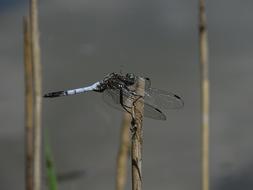 Dragonfly Punch Water