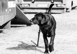 black Dog Canine