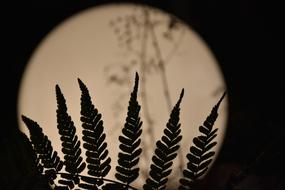 Full Moon Light