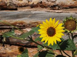 a gorgeous closeup of the flower
