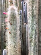 Cactus Spine Nature