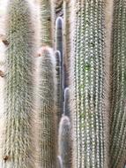 Sharp Cactus Closeup