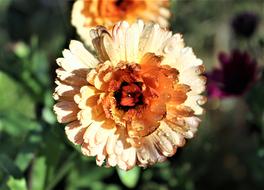 Marigold Flower Flowers