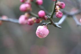 Nature Plum Blossom Bloom Chinese