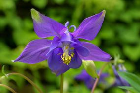 Nature Plant Columbine