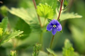 blue flower on the foliage