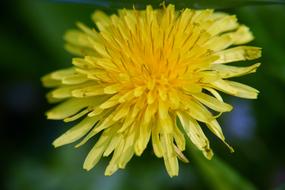 Yellow Dandelion Flower