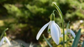 Snowdrop White Flower