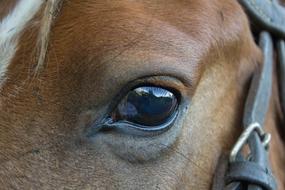 Animalia Cavalry Portrait