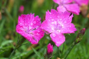 Dianthus Flowers Nature Plant