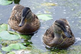 two ducks on the water with plants