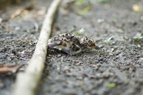 Vanellus Chilensis Pigeon Birds