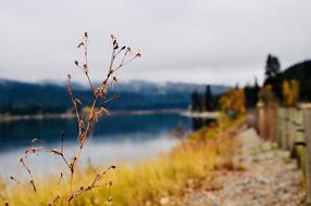 Nature Plant Lake
