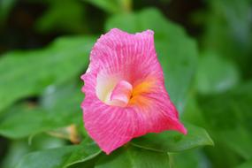 Pink Flower Garden Summer