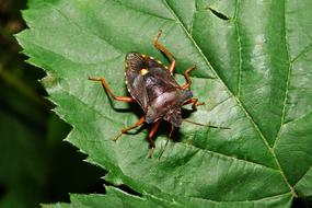 Nature Leaf Insect