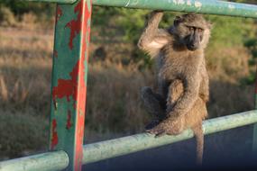 Nature Mammals Outdoor