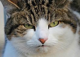 Cat Grumpy Bad Mood