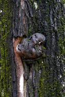 Tree Wood Nature