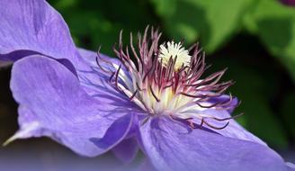 Nature Flower Clematis