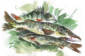 fish nature animals catch