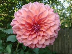 Dahlia Rose Flower