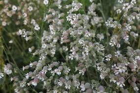Flower Flowers Spring