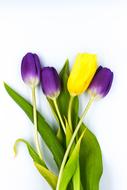 Nature Easter Flower