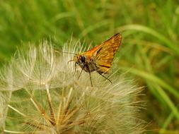 Nature Insect Butterfly Day