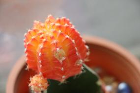 Abstract Plant Cactus