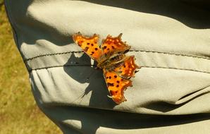 Animals Insects Butterfly Day