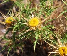 Nature Thistle Flower