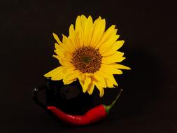 red pepper with yellow flower