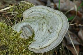 Hub Mushroom Forest Wood
