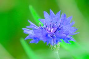 Chicory Plant Nature